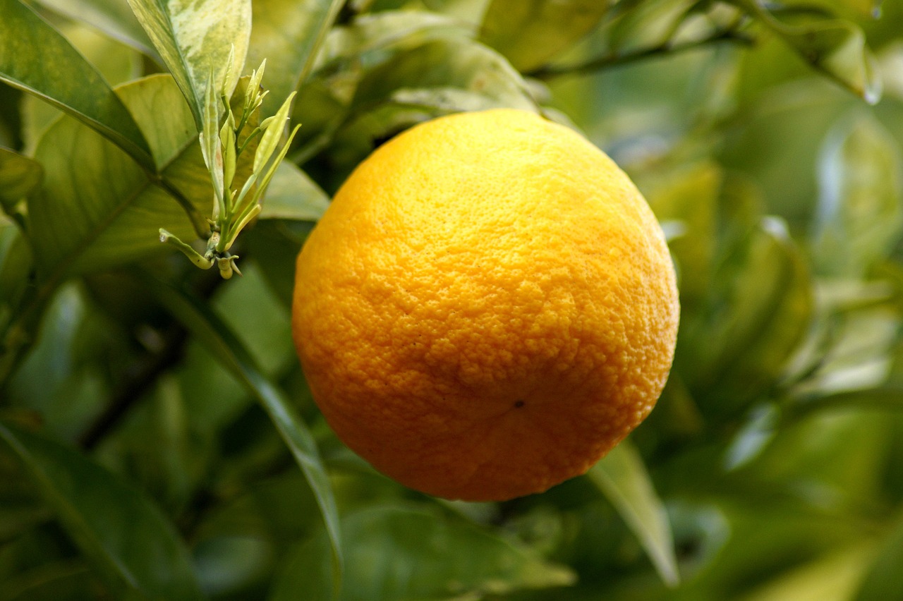 Czy liście cytrusowe są jadalne? Jedzenie liści pomarańczy i cytryny
