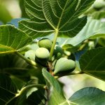 Sadzenie drzewa figowego z nasion